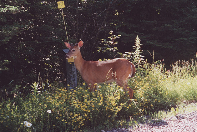 Ontario Deer Hunting