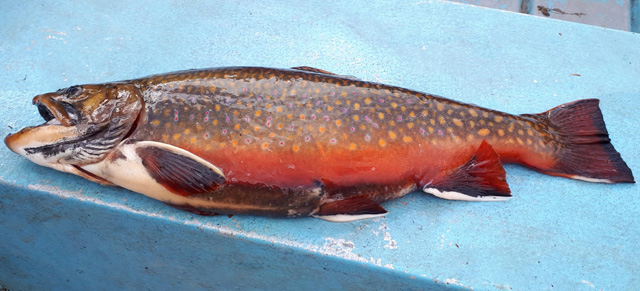 This is a photo of a man releasing a one pound Brook Trout